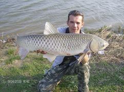 hobaia 2009